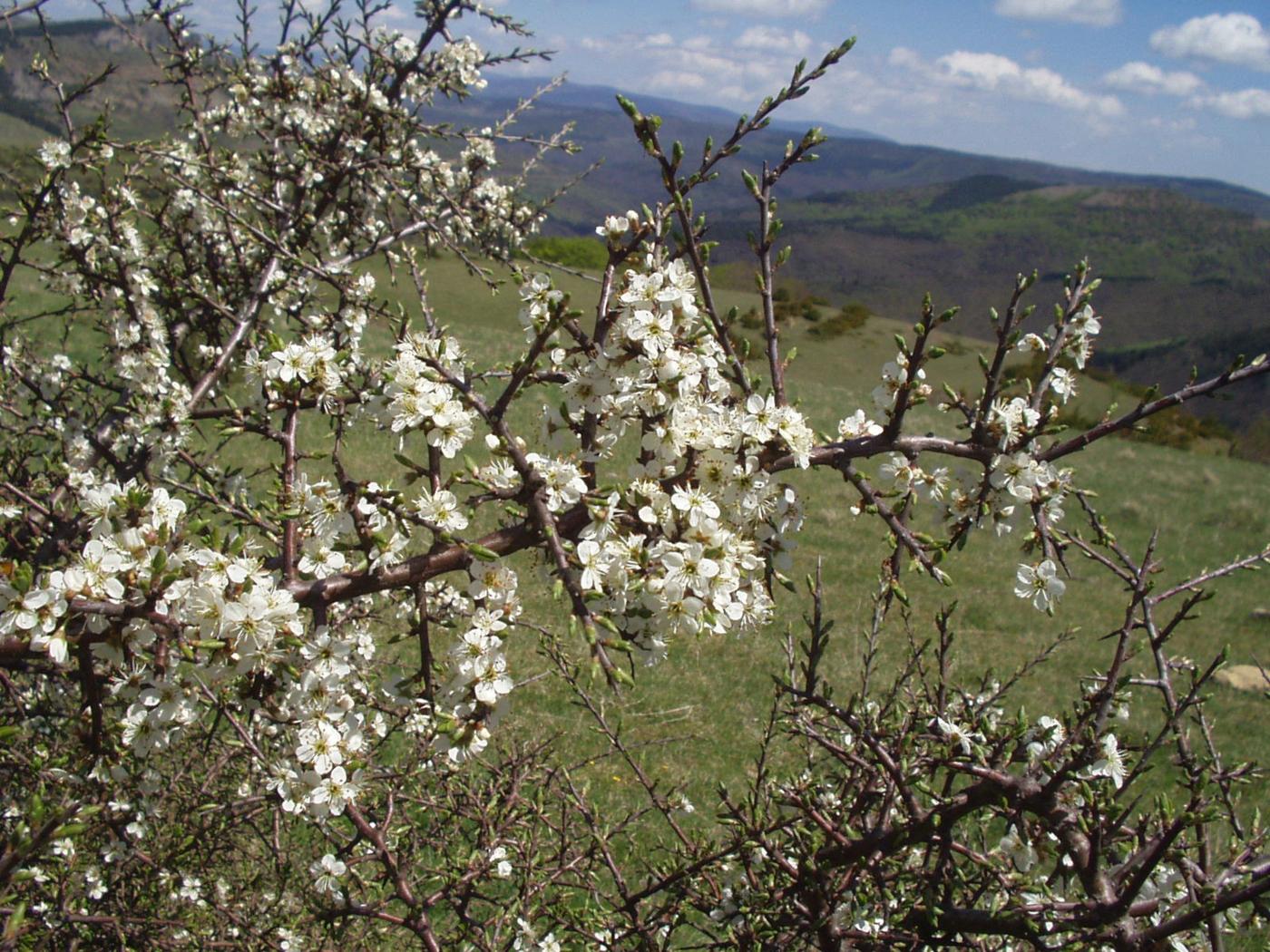 Blackthorn plant